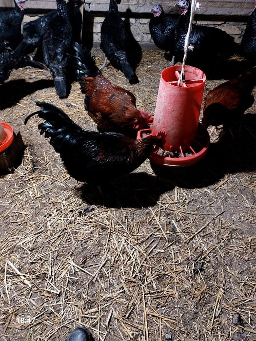 Хoʻrozlar sotiladi.