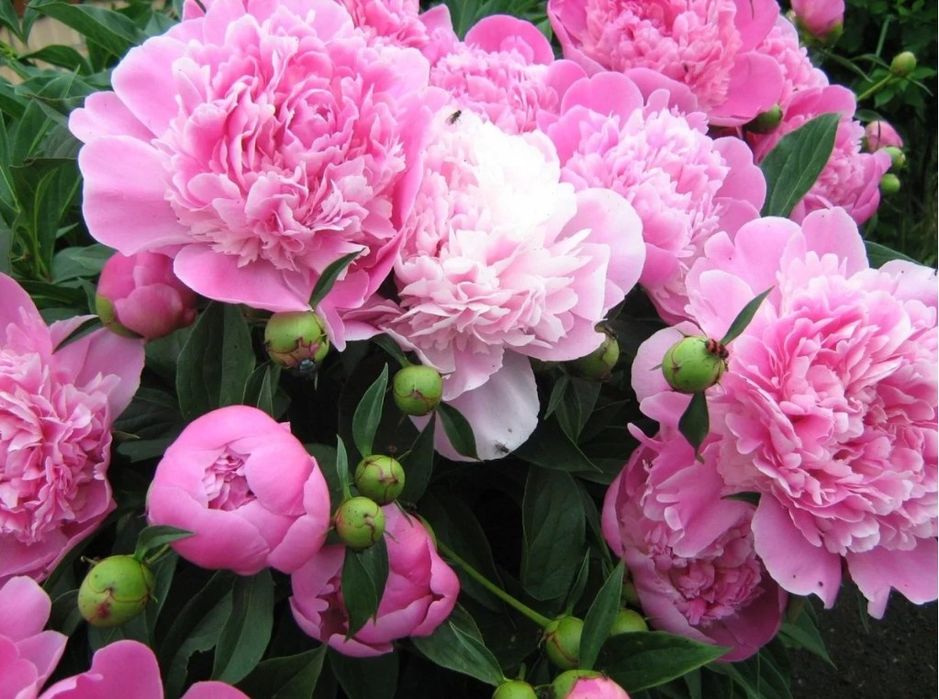 Срочно продам взрослые кусты пионов