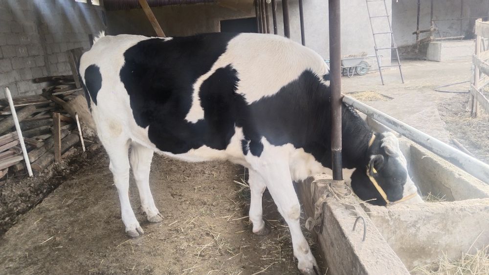 Парода Галштейн Сиыр сатлады