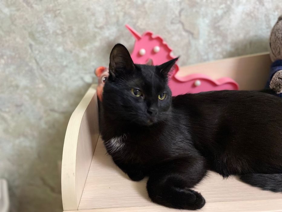 Отдам кота в хорошие руки