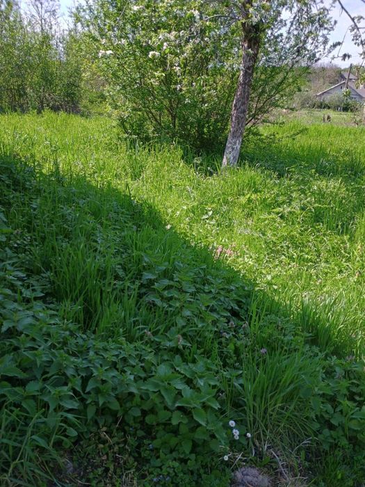 Viile Satu Mare teren inravilan de vânzare / Szatmárhegy, eladó telek