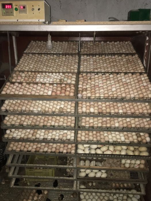 Inkubatorda jo'ja ochiramiz xar xil tuxumlardan