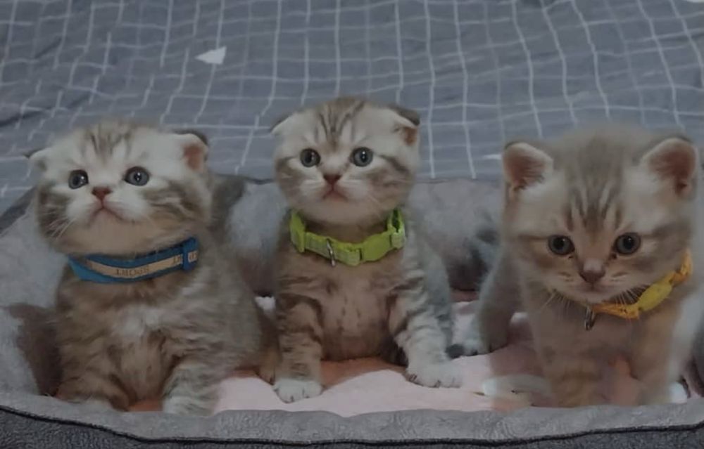 Продажа, бронь шотландских котят