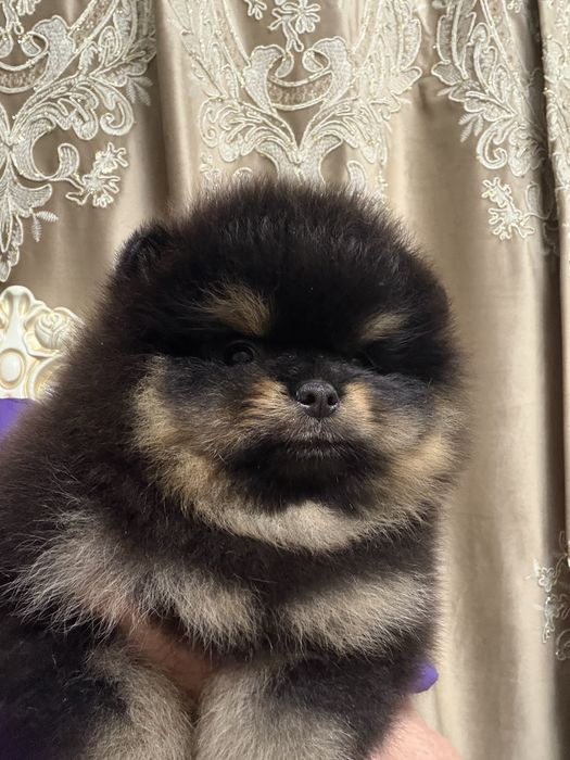 Щенки померанского шпица .