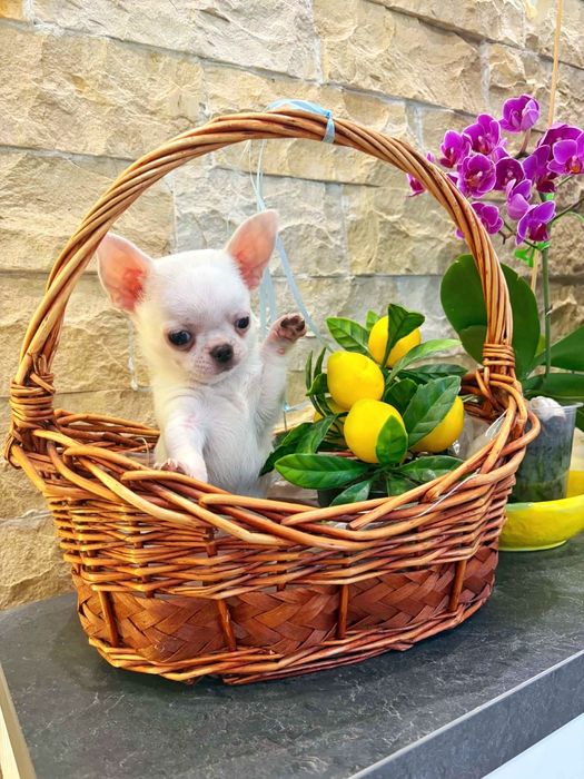 Чистопородно кученце чихуахуа