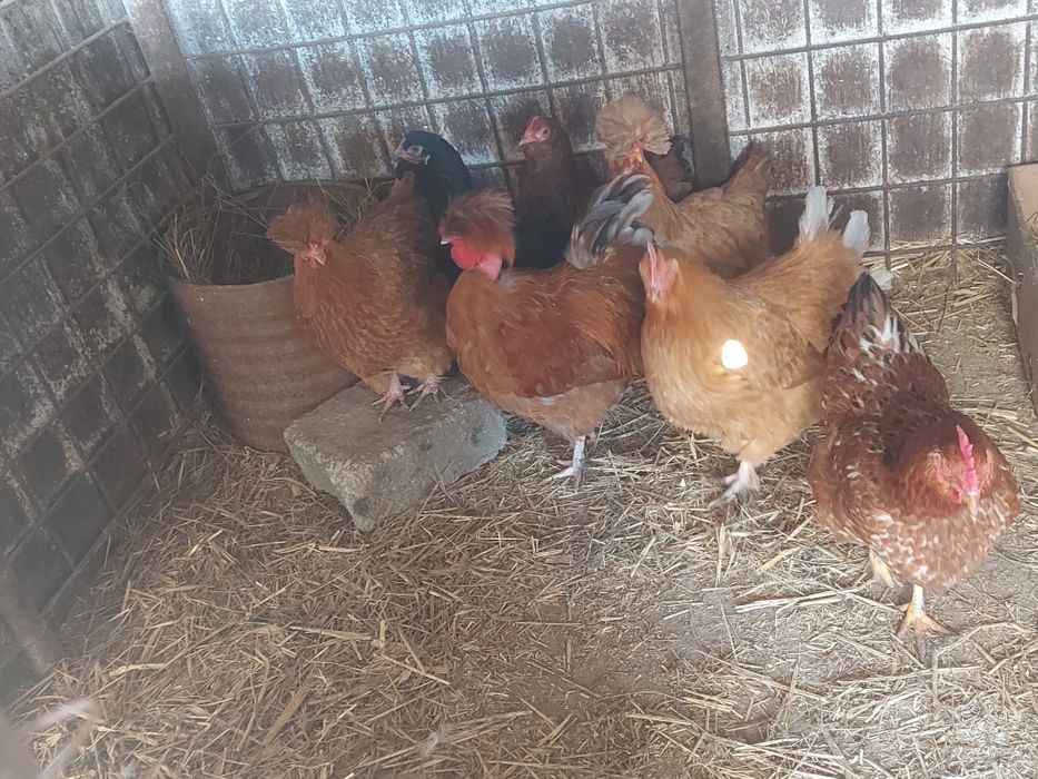 Vând găini și cocos moțat