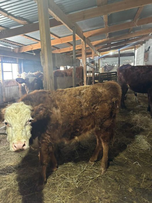 Сатылады алты бука