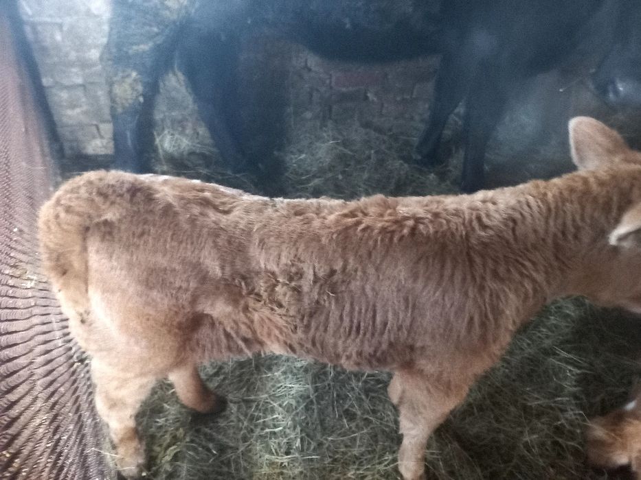 Продам телят 120 000