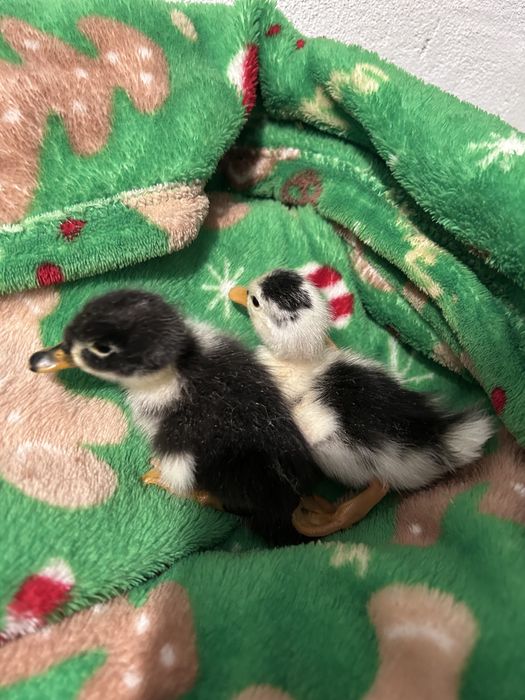 Rate romanesti si rate polare