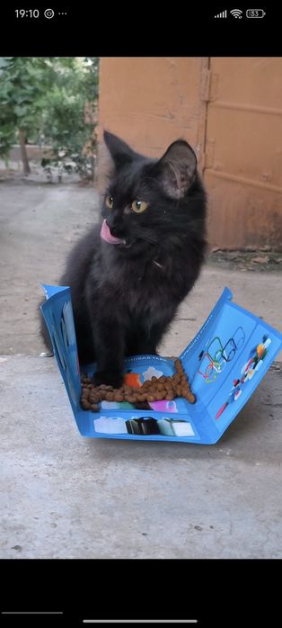 Котенок с улицы ищет семью