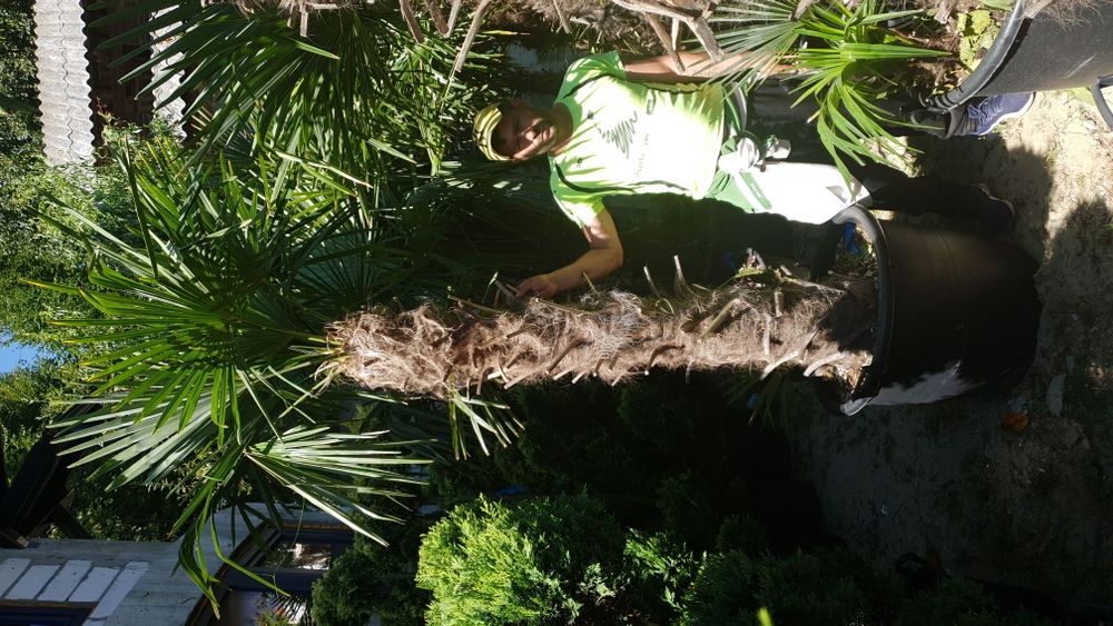 Vindem palmieri de mai multe dimensiuni ce rezistă la îngheț