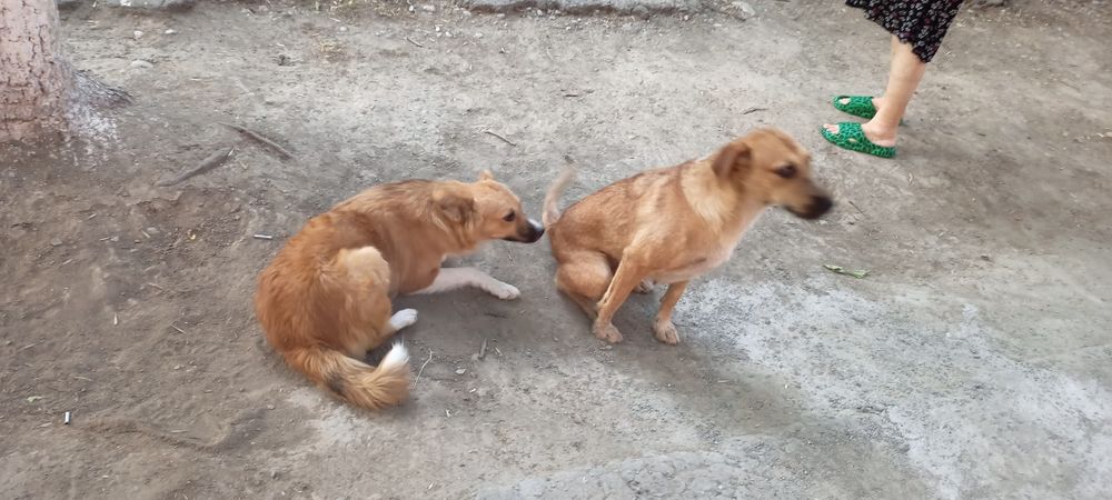 Устраиваются собаки сестрёнки им по 2 года желательно их не разлучать