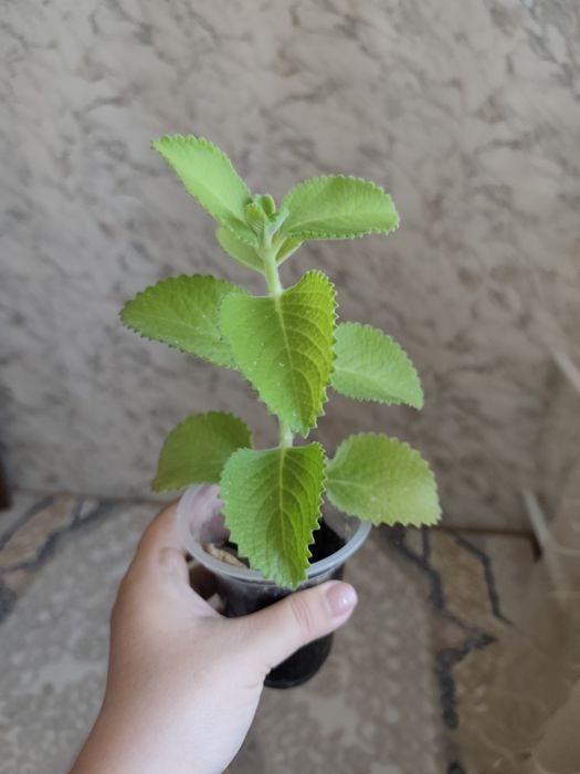 Комнатные растения