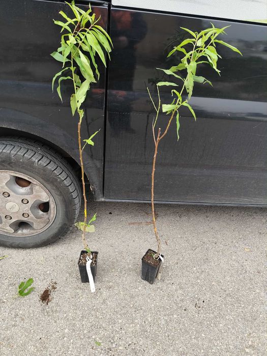 Бяла нектарина - Фиданки