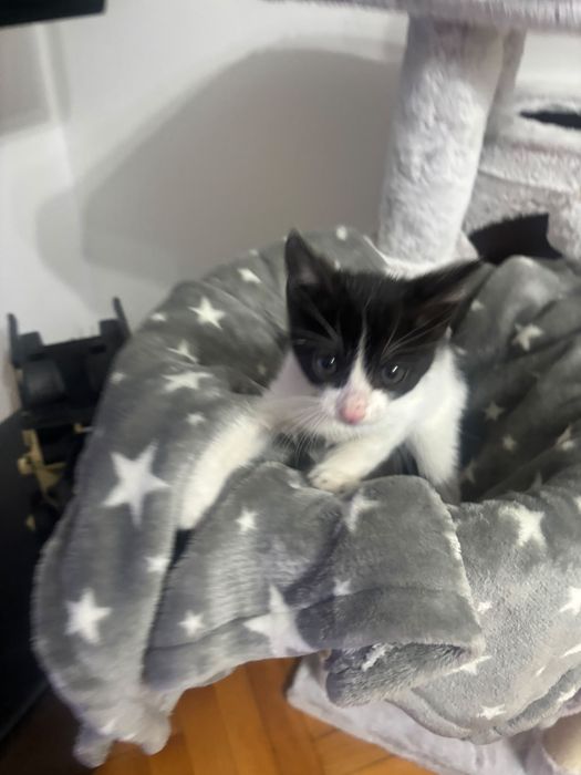 Adoptie motanel  !