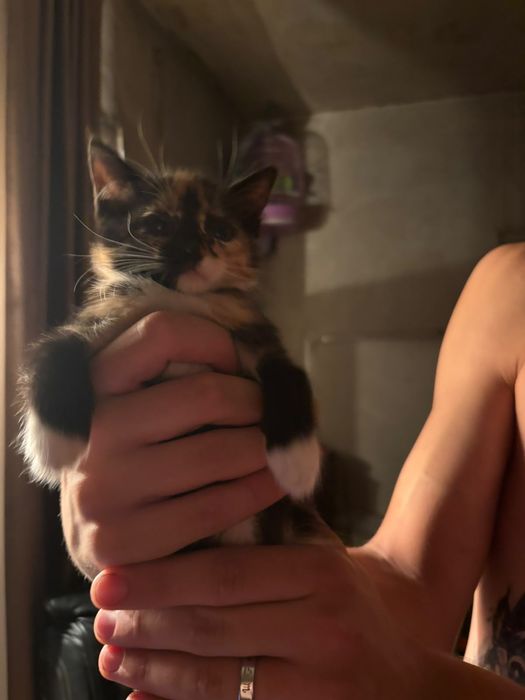 Отдам котят в добрые руки.