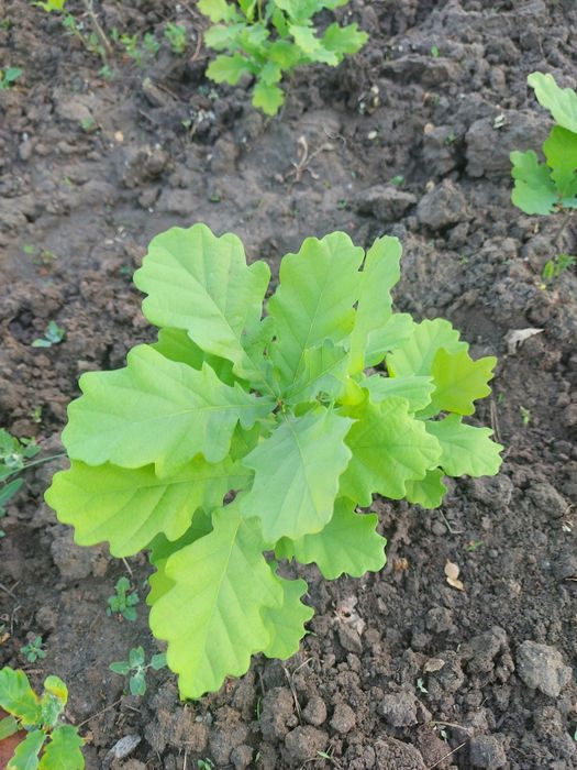 Продам саженцы хвойные