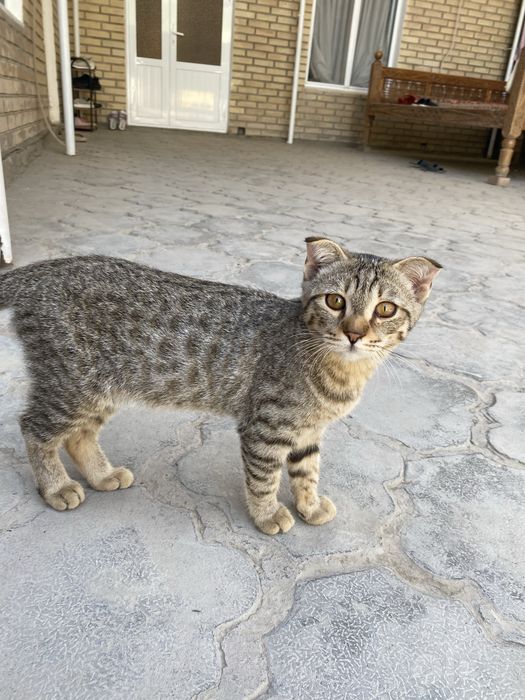 Котята в доьрые руки