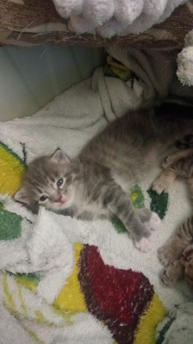 Котята, бронь, родились 7 января