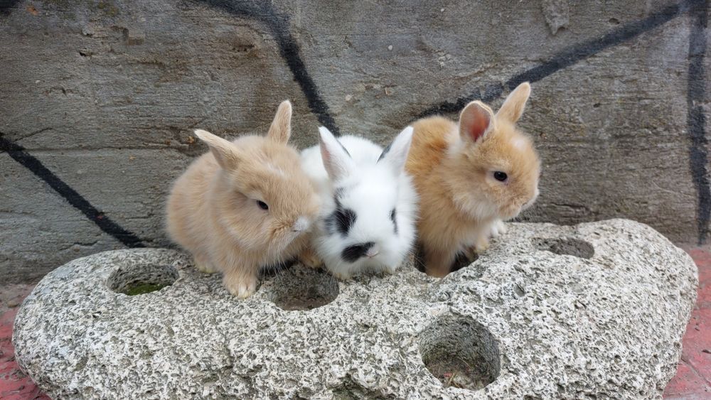 Iepurasi pitici de apartament