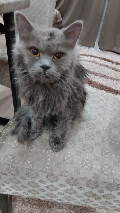 Котёнок, возраст 6-7 мес