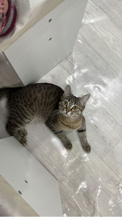 кошки бесплатно.