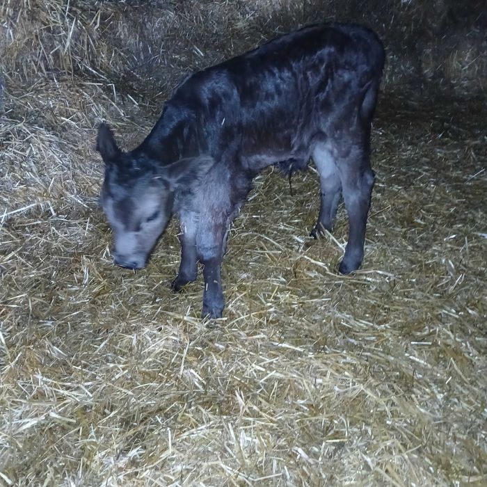 Телета мъжки и женски