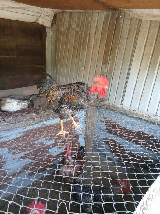 Cocoși de casă   .