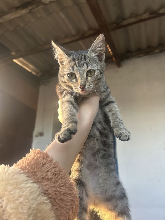 Маленьки котик ласковый