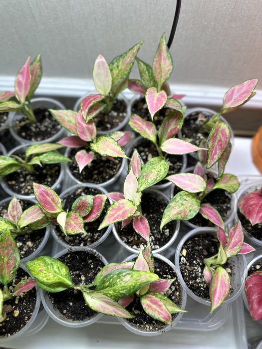 Аглаонема в продаже