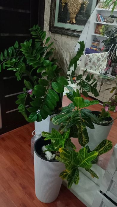 Продам комнатные цветы