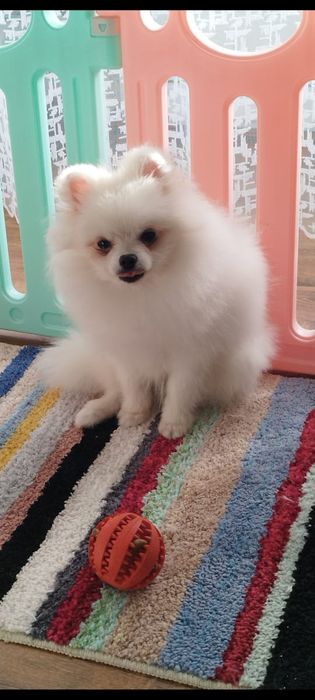 Померанский шпиц мальчик