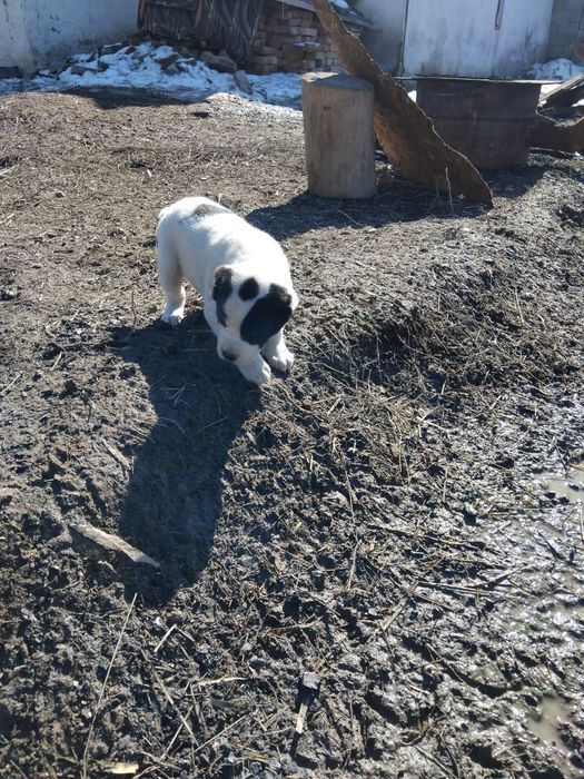 Алабай кушик сатлады