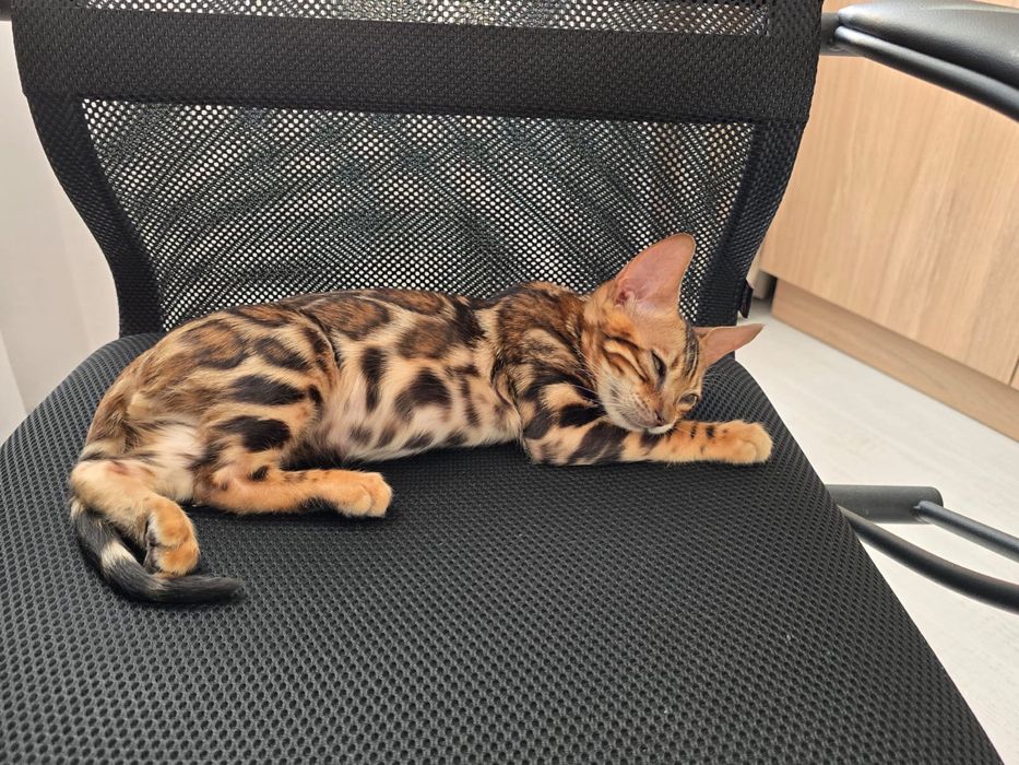 Котенок  бенгал