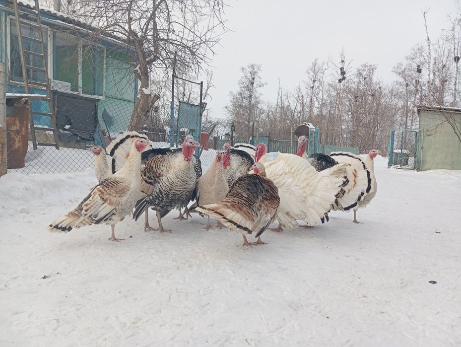 Продам индюков самцы