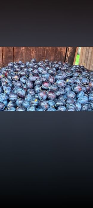 Prune coapte dulci
