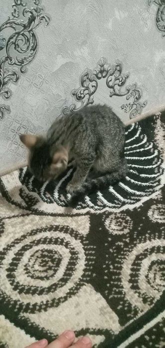 Mehribon qo'llarga mushuk hadyaga beriladi