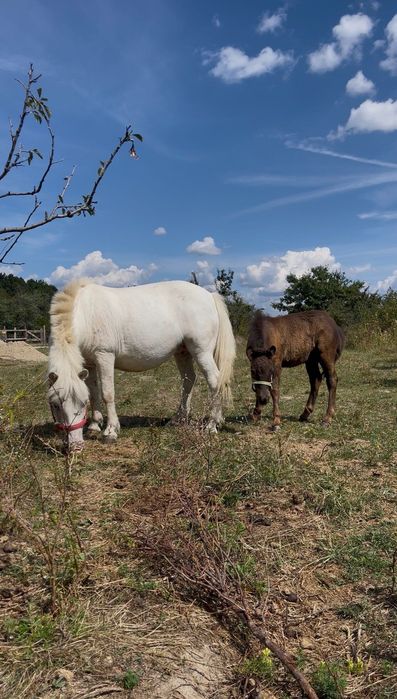 Ponei - mânză -