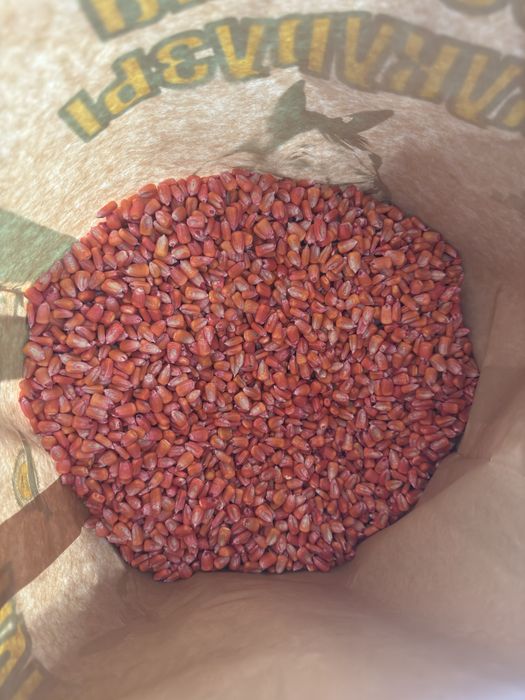 Семена кукуруза Жүгері тұқым