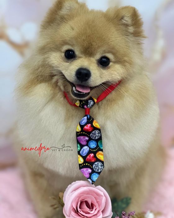 Salon frizerie canină Sector 6 - Grooming