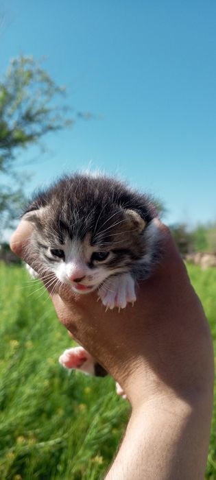 Mushuk bolalari sotiladi