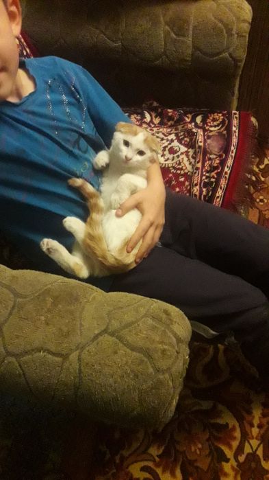 отдам в хорошие руки котенка