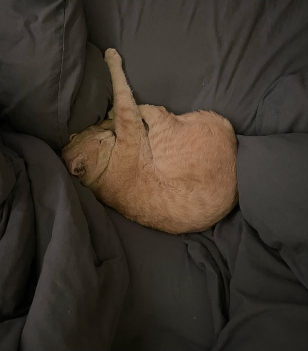 карамельный котик