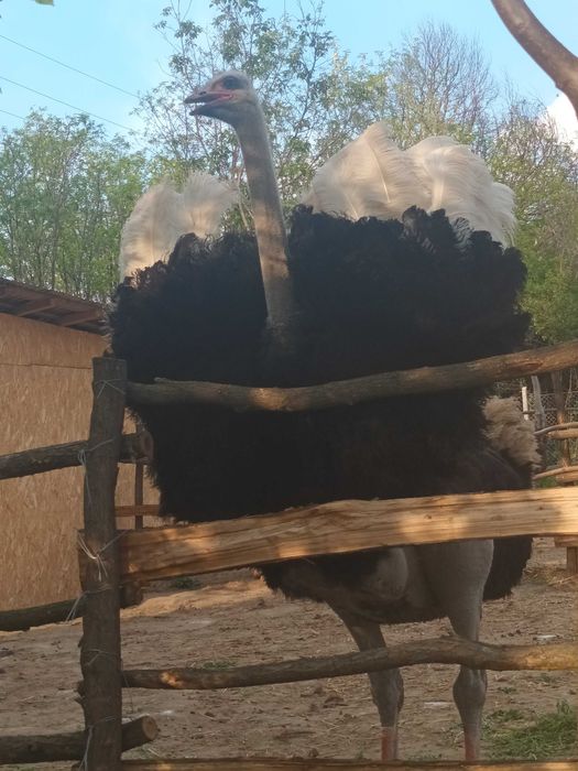 Struti femele si masculi