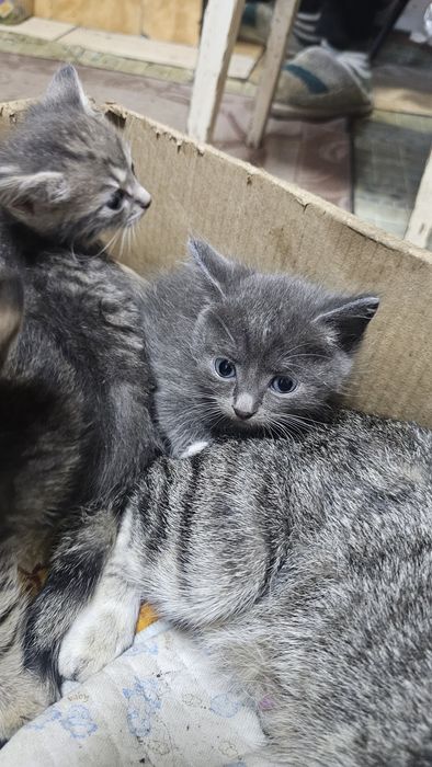 котята крысыловы