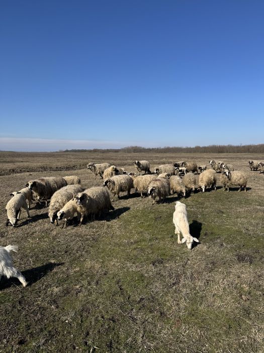 Vând 30 oi de rasă Breze