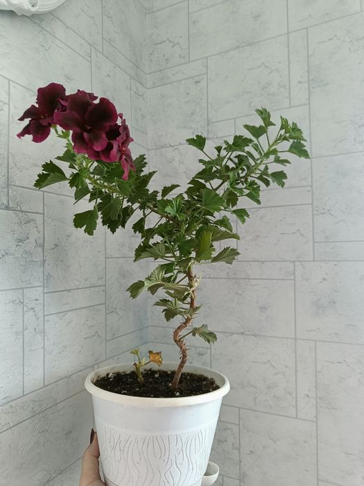 Продам королевскую герань, цветёт