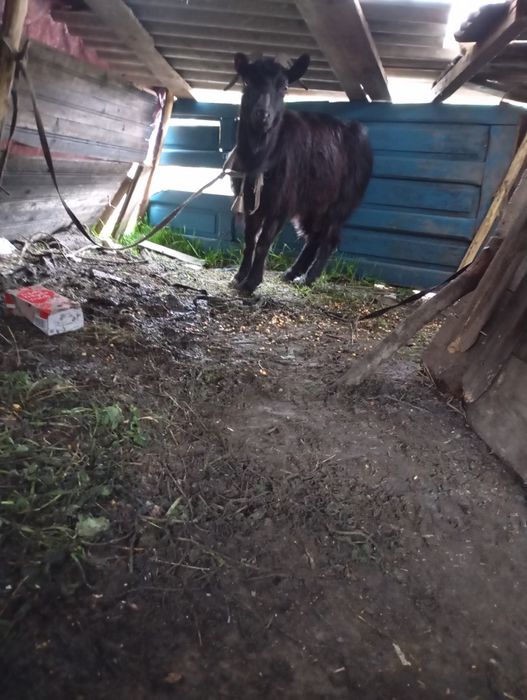 Vând 2 capre cu lapte o iadă de 12 luni un țap de 4 luni jumate o iadă de 4 luni jumate și 4 iedițe de 1 2 luni