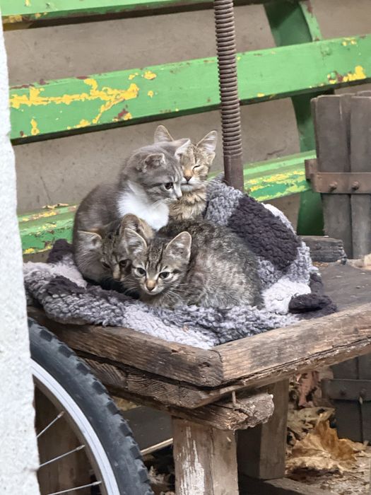 Pisicute cauta familie iubitoare