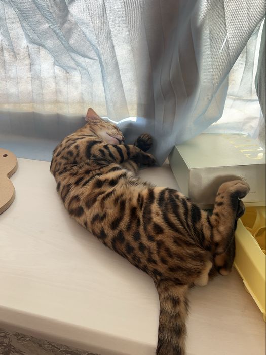 Вязка бенгальский кот с документами